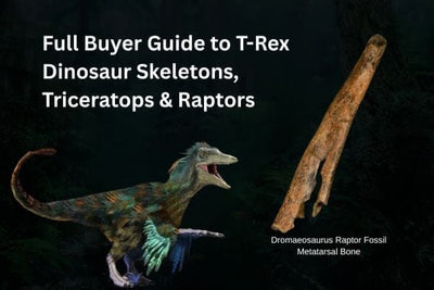 Full Buyer Guide to T-Rex Dinosaur Skeletons, Triceratops & Raptors
