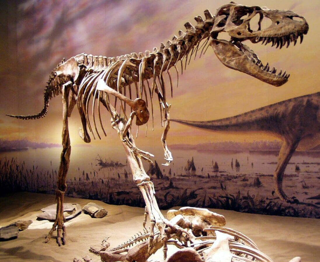 Everything To Know About Gorgosaurus fossils