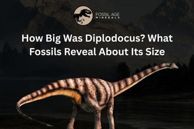 How Big Was Diplodocus? What Fossils Reveal About Its Size