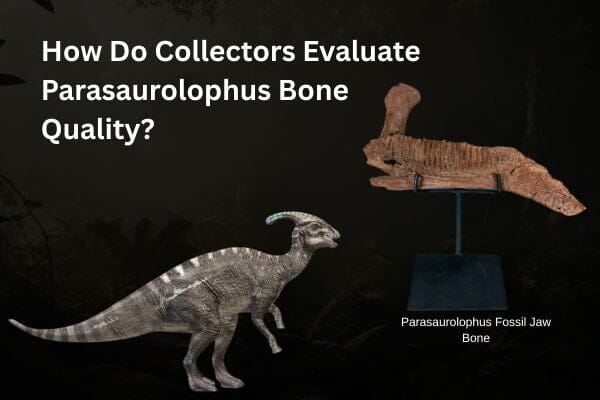 How Do Collectors Evaluate Parasaurolophus Bone Quality?
