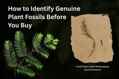 How to Identify Genuine Plant Fossils Before You Buy