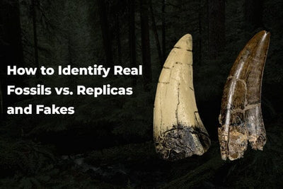 How to Identify Real Fossils vs. Replicas and Fakes