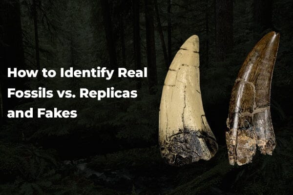 How to Identify Real Fossils vs. Replicas and Fakes