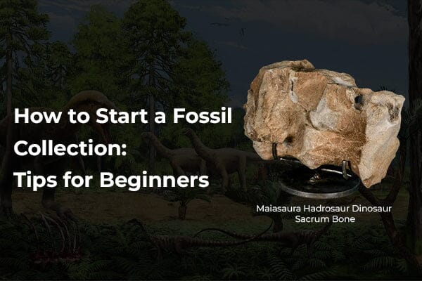 How to Start a Fossil Collection: Tips for Beginners