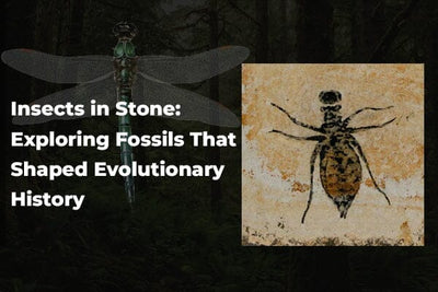 Insects in Stone: Exploring Fossils That Shaped Evolutionary History