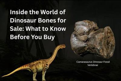 Inside the World of Dinosaur Bones for Sale: What to Know Before You Buy