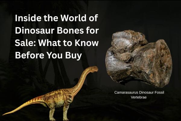 Inside the World of Dinosaur Bones for Sale: What to Know Before You Buy
