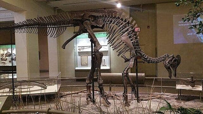 Everything To Know About Lambeosaurus Fossils