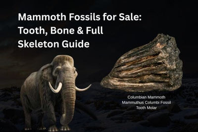 Mammoth Fossils for Sale: Tooth, Bone & Full Skeleton Guide