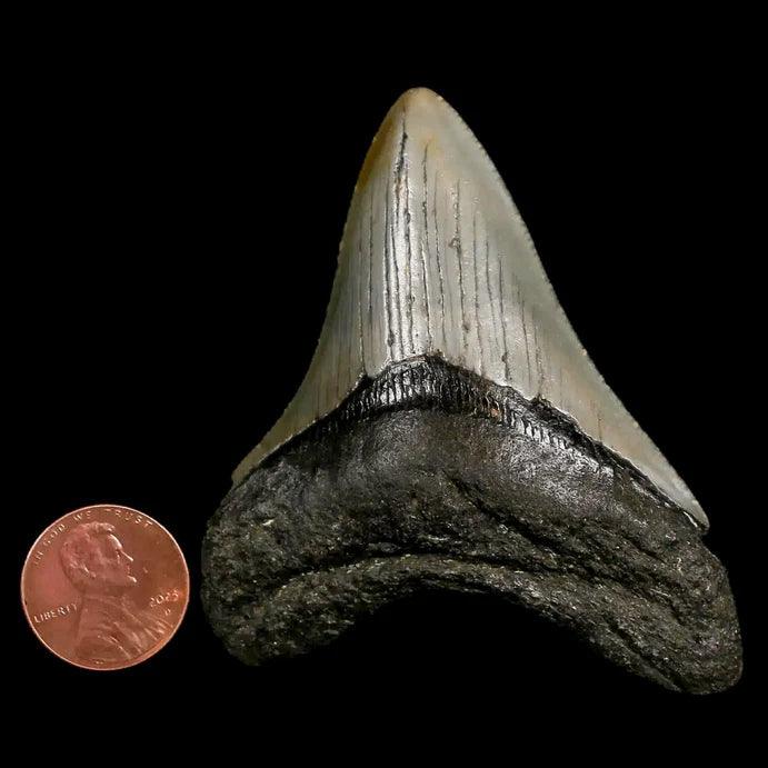 Megalodon Tooth Size - A Trip To Prehistoric Times