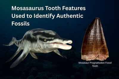 Mosasaurus Tooth Features Used to Identify Authentic Fossils