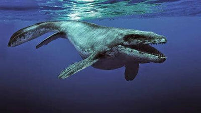 Unreal Facts About Mosasaurus Fossils
