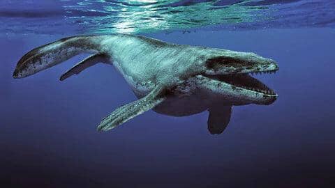 Unreal Facts About Mosasaurus Fossils