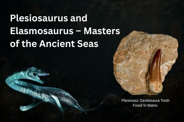 Plesiosaurus and Elasmosaurus – Masters of the Ancient Seas