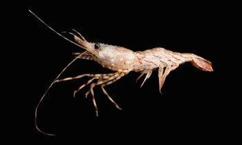 Everything To Know About Shrimp Fossils