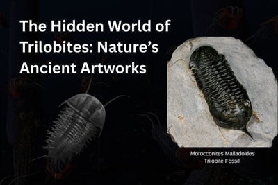 The Hidden World of Trilobites: Nature’s Ancient Artworks