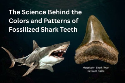 The Science Behind the Colors and Patterns of Fossilized Shark Teeth