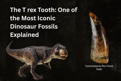 The T rex Tooth: One of the Most Iconic Dinosaur Fossils Explained