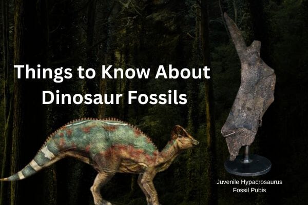 Things to Know About Dinosaur Fossils