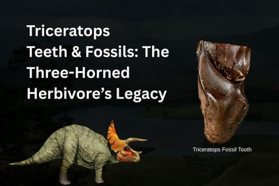 Triceratops Teeth & Fossils: The Three-Horned Herbivore’s Legacy