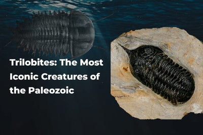 Trilobites: The Most Iconic Creatures of the Paleozoic
