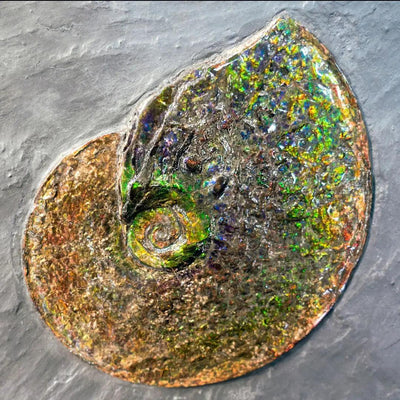 What are the Unique Properties of Ammolite Gemstones?