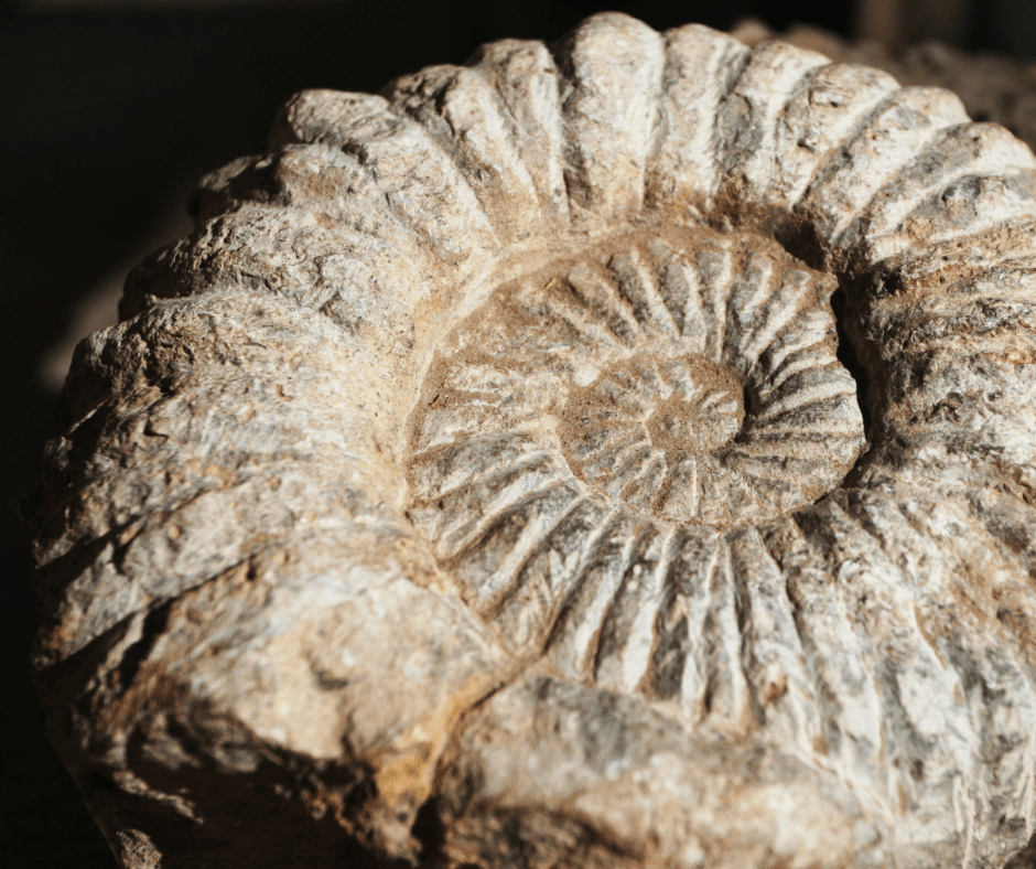 How Timеlеss Elеgancе Of A Polishеd Ammonitе Fossil Shinе Through?