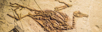 Why Are People Enticed To Add Small Dino Fossils In Their Houses?
