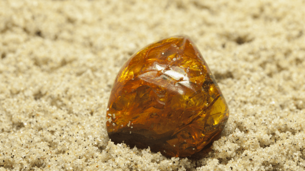 How Oldest Amber Fossil Preserve The Ancient Life Forms So Well?