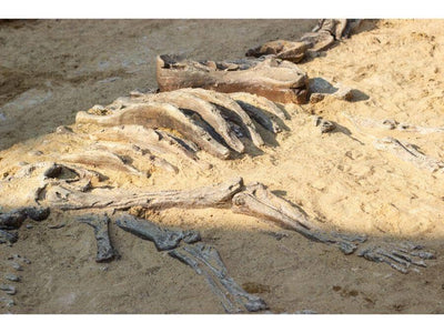 Want To Buy Dinosaur Fossils? A Tale Of Dinosaurs' Tail