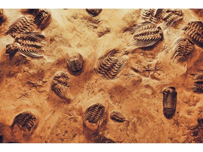 Why Are Some Rock Fossils More Common Than Others?