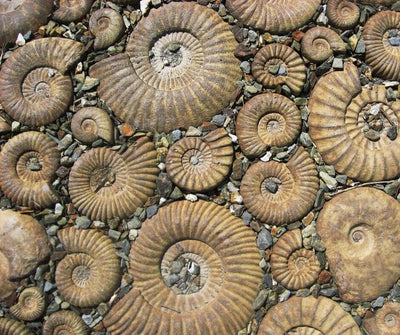 The Beauty, Rarity, and History of Ammonite Fossils: The Time Capsules of the Sea