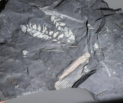 From Foliage to Fossil: How Carboniferous Plants Shape Our Understanding of the Past