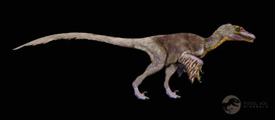 How Unique Is a Velociraptor Fossil Compared to Other Dinosaurs?