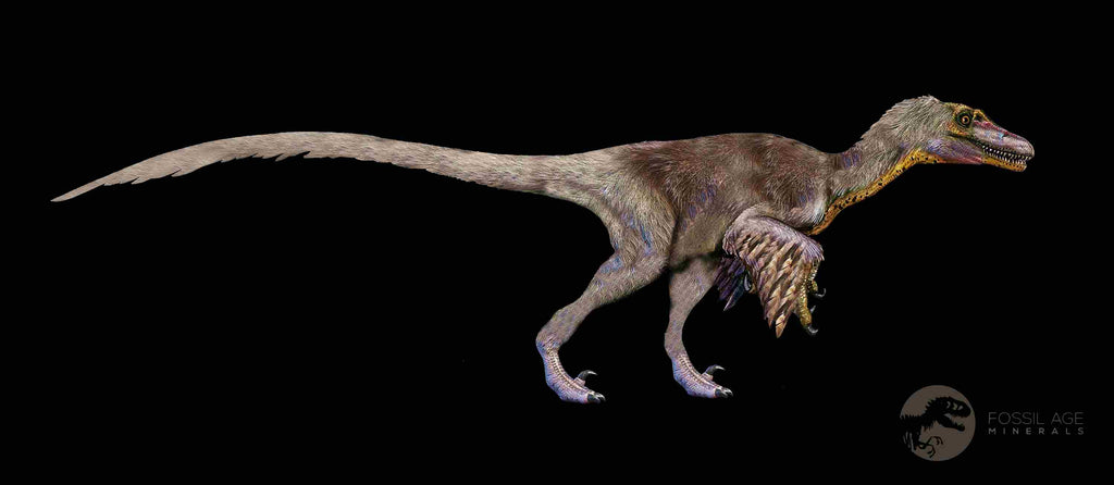 How Unique Is a Velociraptor Fossil Compared to Other Dinosaurs?