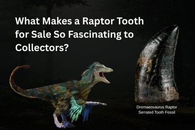 What Makes a Raptor Tooth for Sale So Fascinating to Collectors?