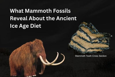 What Mammoth Fossils Reveal About the Ancient Ice Age Diet