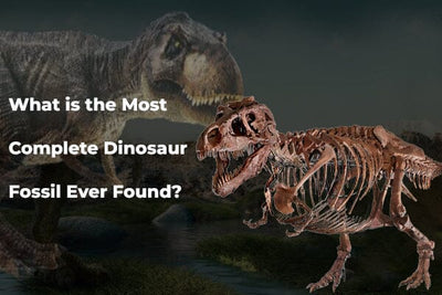 What is the Most Complete Dinosaur Fossil Ever Found?