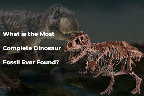 What is the Most