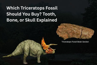 Which Triceratops Fossil Should You Buy? Tooth, Bone, or Skull Explained