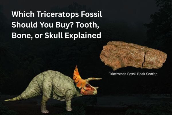 Which Triceratops Fossil Should You Buy? Tooth, Bone, or Skull Explained