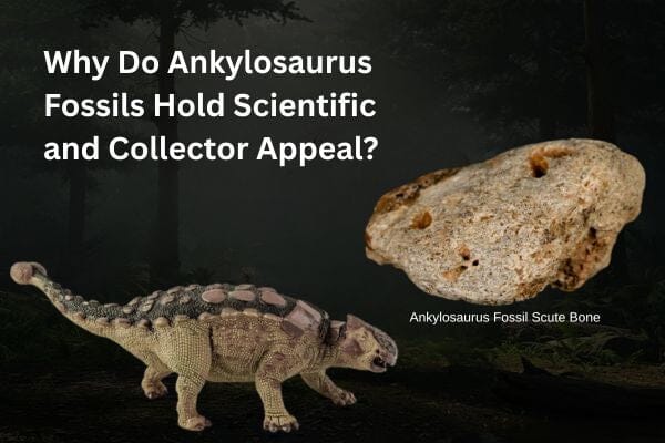 Why Do Ankylosaurus Fossils Hold Scientific and Collector Appeal?