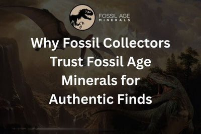 Why Fossil Collectors Trust Fossil Age Minerals for Authentic Finds