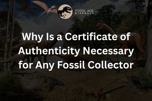Why Is a Certificate of Authenticity Necessary for Any Fossil Collector