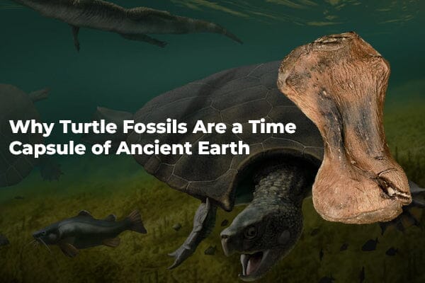 Why Turtle Fossils Are a Time