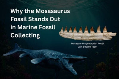 Why the Mosasaurus Fossil Stands Out in Marine Fossil Collecting