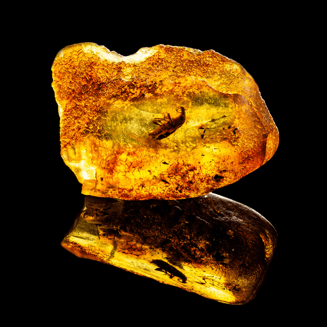 Exploring Amber With Insects For Sale- Window Into Earth's Past