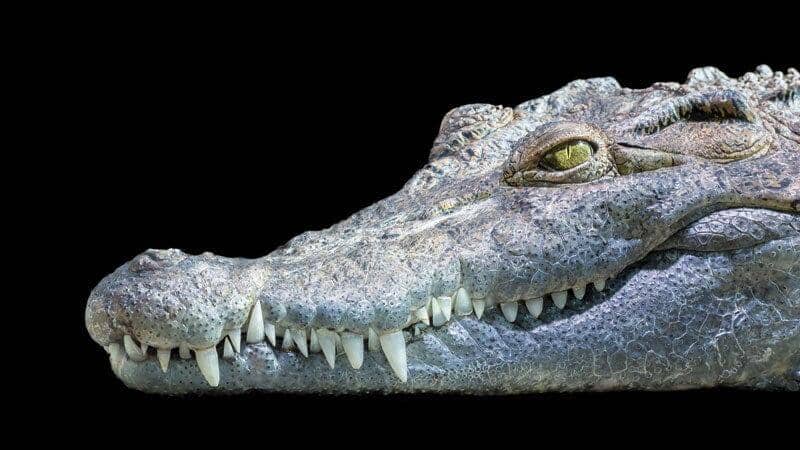Learn Some Interesting Facts About Crocodile Fossils