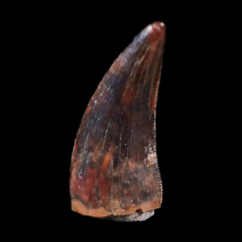 How to Start Your Own Dinosaur Teeth Collection