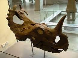Learn Some Interesting Facts About Centrosaurus Fossil